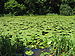 Nymphaea on the lake2.jpg