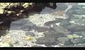 File:2 eels - Anguilliformes in a tidepool near Kona, Hawaii get into a fight.ogv.480p.webm