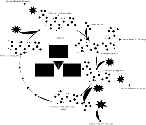 Calvin-Cycle3.svg