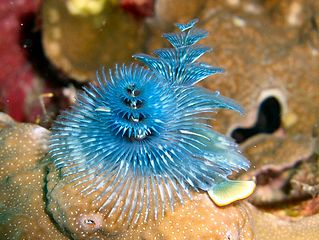 Christmas Tree Worm, Thailand, Spirobranchus giganteus.jpg