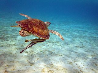 Sea Turtle with Remoras - Marsa Alam, Egypt - August 9, 2011.jpg