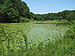 Nymphaea on the lake.jpg